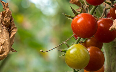Tuta absoluta – Ο εχθρός της ντομάτας που ήρθε για να μείνει.