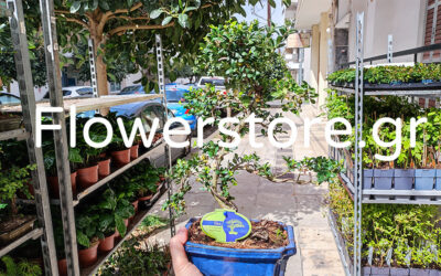 (Video) Flowerstore.gr – Το #1 Κατάστημα Πώλησης Φυτών και Σπόρων