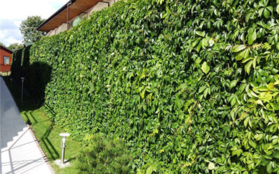 Virginia creeper Οδηγίες βλάστησης / καλλιέργειας