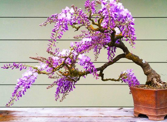 mposai times μπονσαι τιμες wisteria sinensis