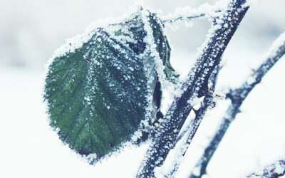 Τι κάνουμε σε περίπτωση παγετού?