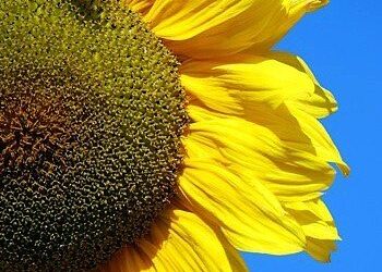 Ηλίανθος Γίγαντας Οδηγίες Καλλιέργειας Σπόρων