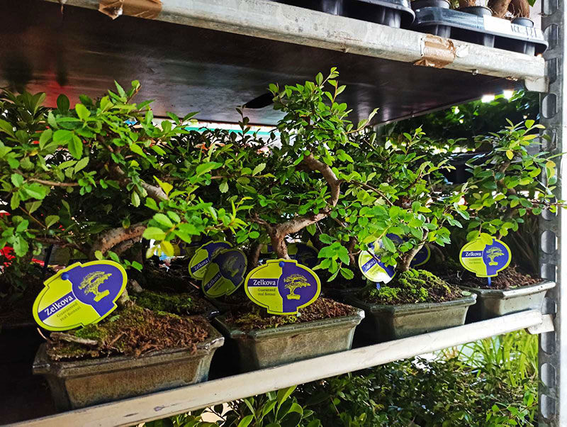 bonsai εσωτερικού χώρου