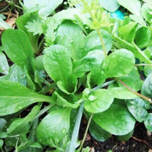 Βαλεριάνα πακέτο σπόρων 8γρ